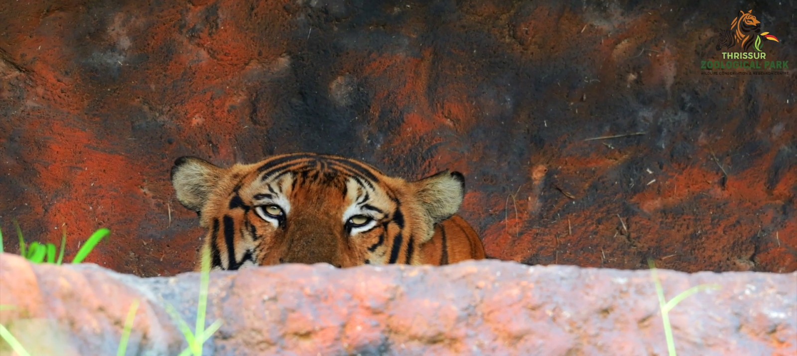 Wildlife Preserve Exhibit